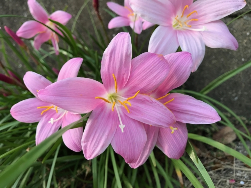 花　ピンク.jpg